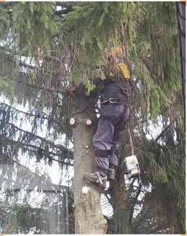 SAVIOR, CUTTING THE TREES. Admiring a tree-climbing bear has become a beloved activity